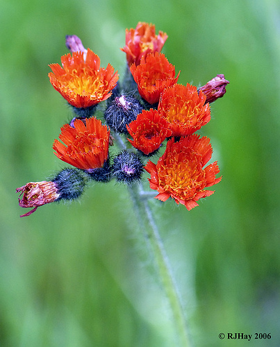 Devil's Paintbrush